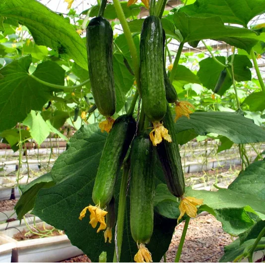

Dutch mini cucumber bonsais -20pcs- thornless type taste good import quality!