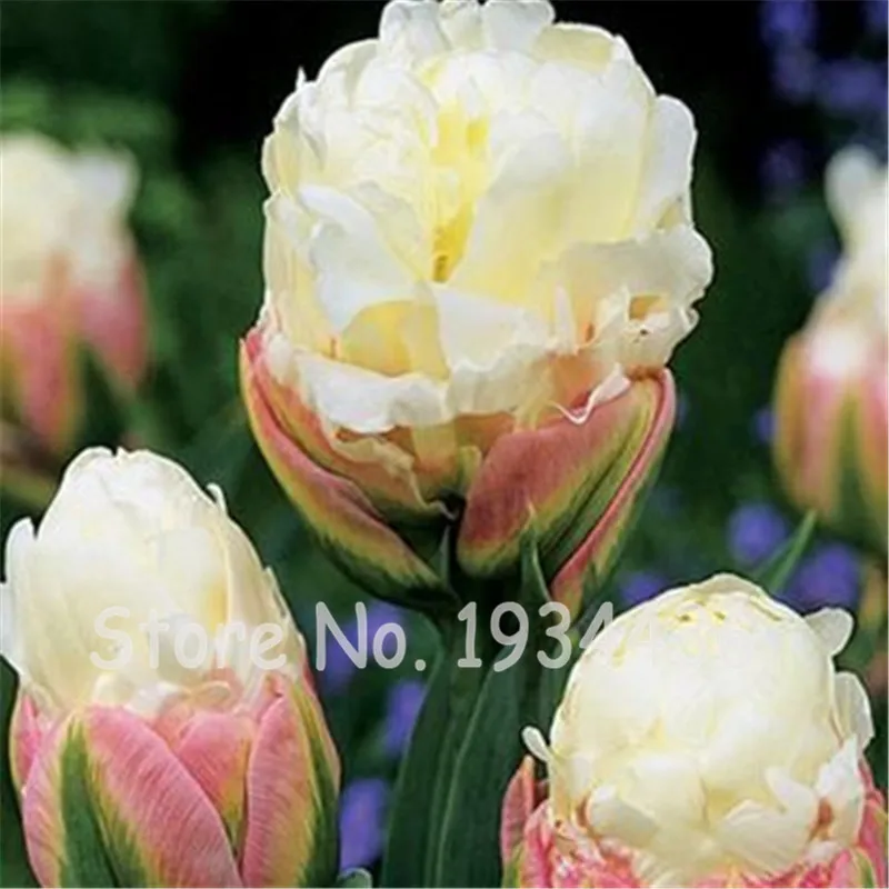 

200 Pcs Rare Color Ice Cream Tulip Flower Tulipagesneriana Tulipanes Bonsai Tulipa Gesneriana Plant Perennial Wedding Home Decor