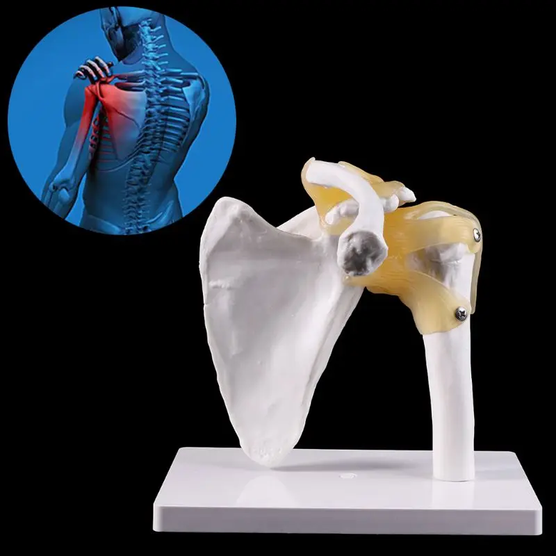 Функциональный анатомический в натуральную величину человеческий анатомический Скелет плечевого сустава костная мышца модель для обучения учебному инструменту