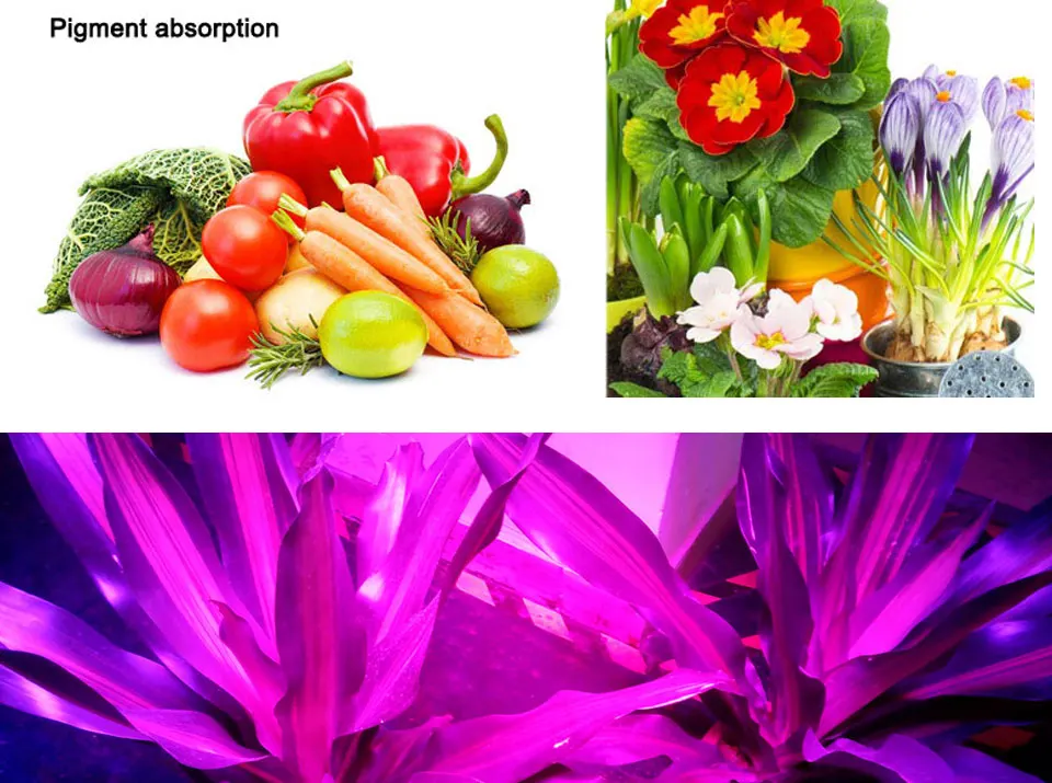 Plant Grow LED Light Bulbs COb Chip 50W 220V AC Lighting Source Full Spectrum Driverless LED Lights for Plants Growing 11040mm (13)