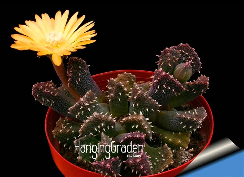 

Loss Promotion!100Pieces/Bag Beautiful Rare flower garden cactus Succulent flores kaktus lithops hybrid bonsai plants,#40XHS9