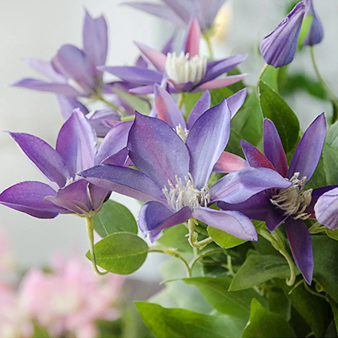 Лучшие три ветви Clematis Florida Thunb яркий завод искусственных цветов украшения дома и сада 69 см подарок - Цвет: Лиловый