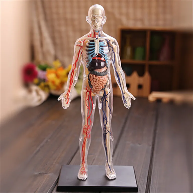 4D Assembled Medical Model 1:6 Human Anatomy Transparent Full Body Anatomical Free Shipping Kids Science Educational Toys | Канцтовары