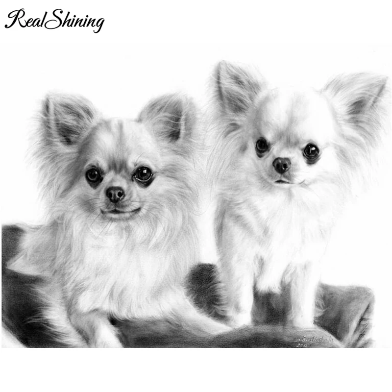 chihuahua dog 999