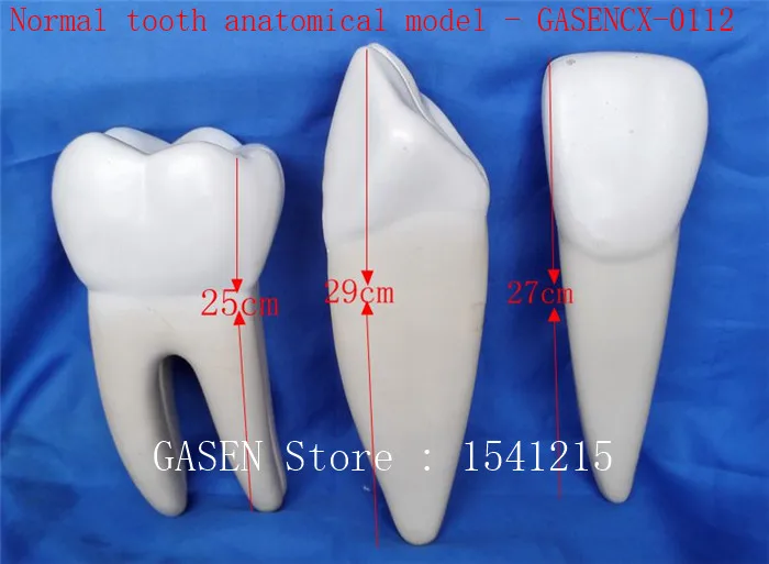 

Oral model Nursing tooth model Medical teaching model Normal tooth anatomical model - GASENCX-0112