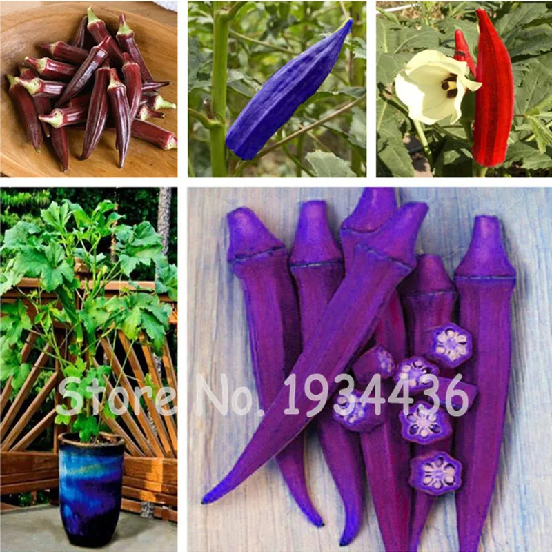 

100 Pcs Rare Red Blue Purple Green Okra Organic Heirloom Vegetable Fruit Flower Plant For Home Garden Decor Anti-Cancer Can Eat