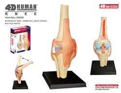 4D мастер человеческий модель колена анатомическая модель человеческих органов медицинское учение DIY науки