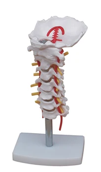 

Model belt cervical vertebra cervical vertebra model