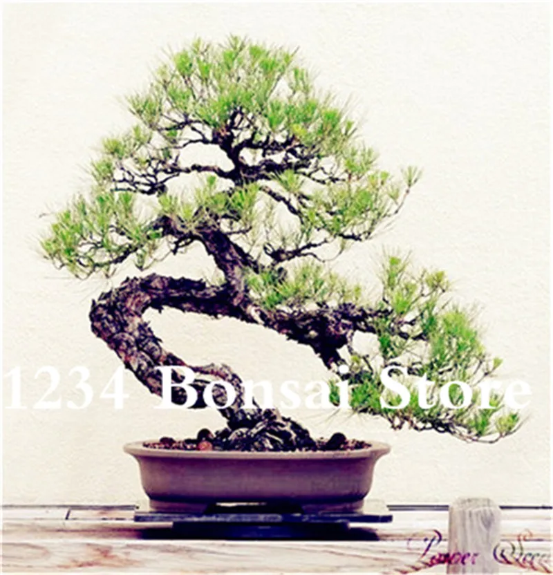 Genuine! 50 Pcs Juniper bonsai tree potted flowers office bonsai purify the air absorb harmful gases juniper garden seedsplants Genuine! 50 Pcs Juniper bonsai tree potted flowers office bonsai purify the air absorb harmful gases juniper garden seedsplants