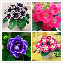 100 шт Редкие цветные цветы мини-глоксиния Флорес многолетние цветущие растения Sinningia Speciosa мини бонсай завод для домашнего сада