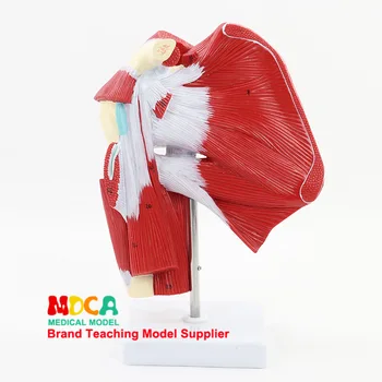 

Deep muscles of upper limb Model Upper limb muscles Anatomical model Tendon joint model Medical teaching equipment