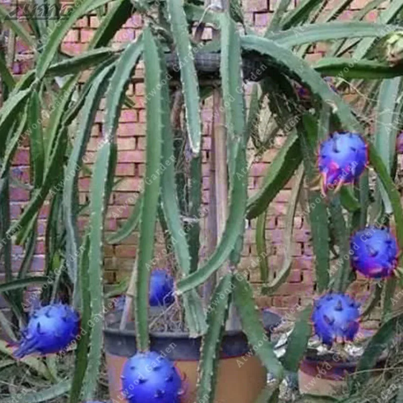 Original Blue Dragon Fruit Seeds Bonsai Perennial Elegant Easy To Grow Pitaya Original Blue Dragon Fruit Seeds Bonsai Perennial Elegant Easy To Grow Pitaya