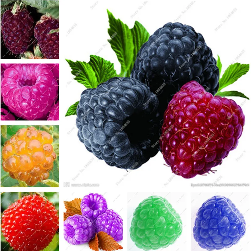 

100pcs Raspberry plants Mixed Colors Super Big Raspberry Fruit plants Rare Wild Strawberry Tree plants Flowers Bonsai For Garden