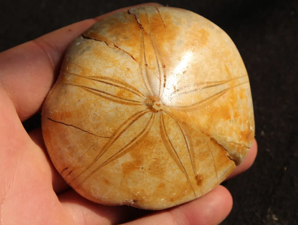 (147g) 100 RARE NATURAL Madagascar Sea Urchin Fossilin Stones from