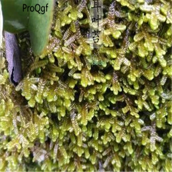 

5Pcs Frullaniaceae Moss Mini