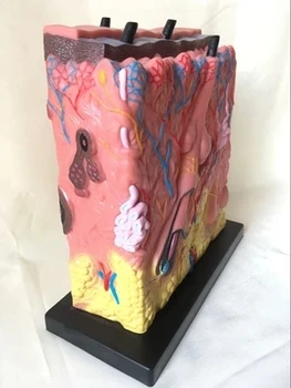 Dermal anatomy model Anatomy of the acne epidermis Medical teaching model of human body medicine