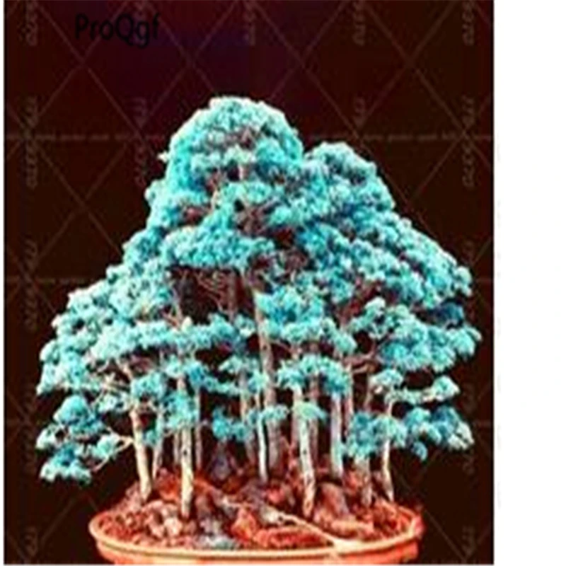 

1000Pcs A Set Japanese Juniper Tree