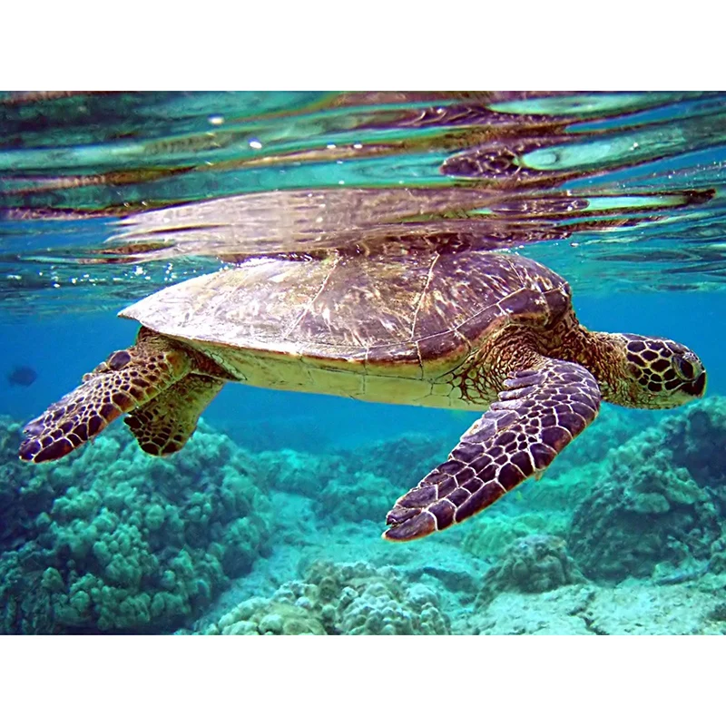 

LZAIQIZG NEW 5D DIY Diamond Painting "Sea Turtle" Diamond Embroidery Cross Stitch Needlework Gift Full Rhinestone Decoration