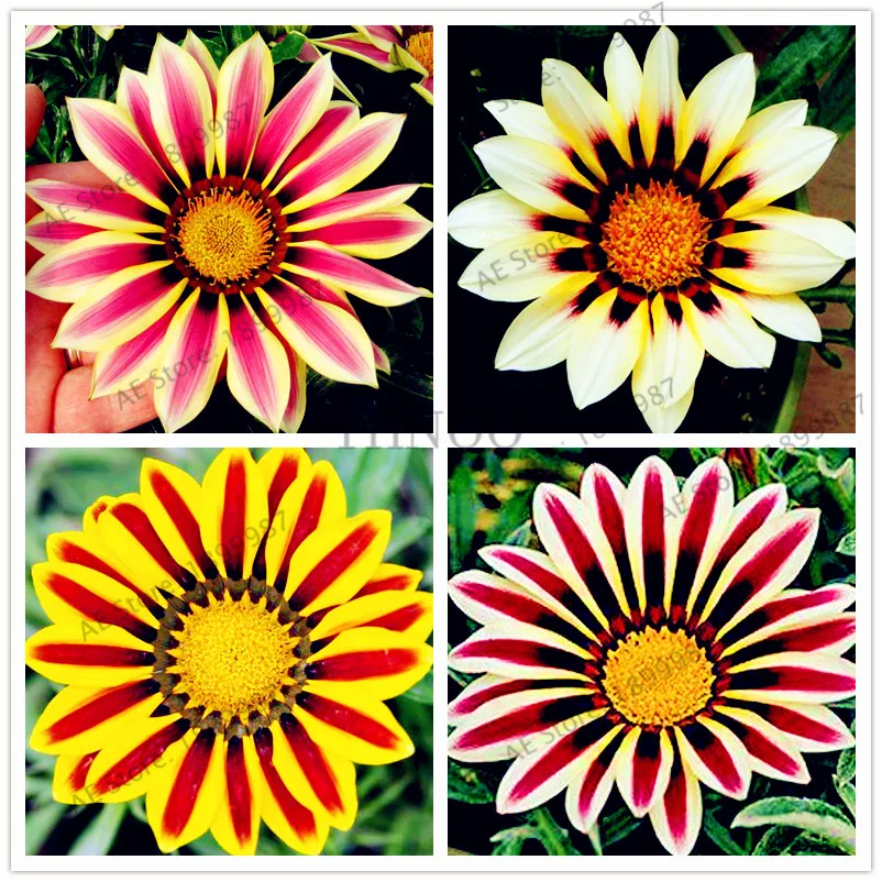 

100pcs/bag Gazania flower bonsai flower Plants Garden Balcony plant Semillas Gazania Splendens Chrysanthemum for home garden