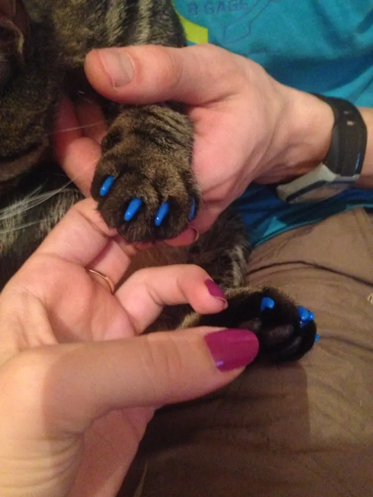 20 шт Силиконовые Мягкие кошачьи колпачки для ногтей/кошачья лапа/Pet защита для ногтей/кошачья Крышка для ногтей с бесплатным клеем и аппликатором