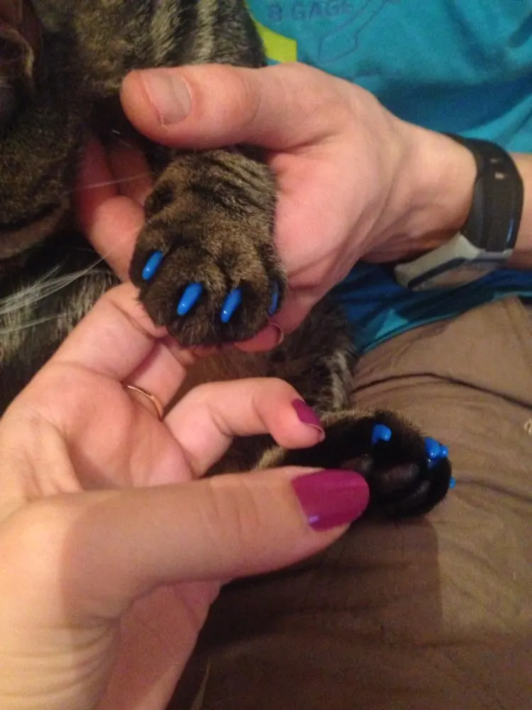 個シリコンソフト猫ネイルキャップ 猫の足の爪 ペットの爪プロテクター 猫の爪でカバー送料接着剤とapplictor Soft Cat Nail Caps Cat Nail Capsnail Caps Aliexpress 個シリコンソフト猫ネイルキャップ 猫の足の爪 ペットの爪プロテクター 猫の爪でカバー送料接着剤とapplictor Soft Cat Nail Caps Cat Nail Capsnail Caps Aliexpress