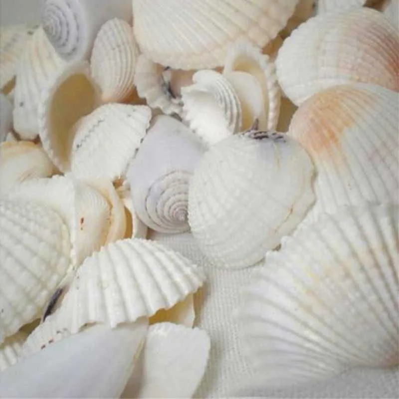 100g DIY Mixed Beach Nautical Shells Aquarium Fish Tank  Decoration Bulk Seashell