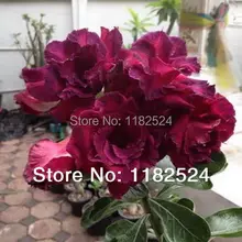 20 семена — свежий редкие » двойной фиолетовый » Adenium Obesum семена — бонсай семена
