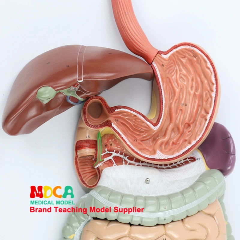 Модель пищеварительной системы человека желудочно-кишечный тракт раздел pharynx, ларинкс, Малый кишка и желудок анатомический медицинский учительский