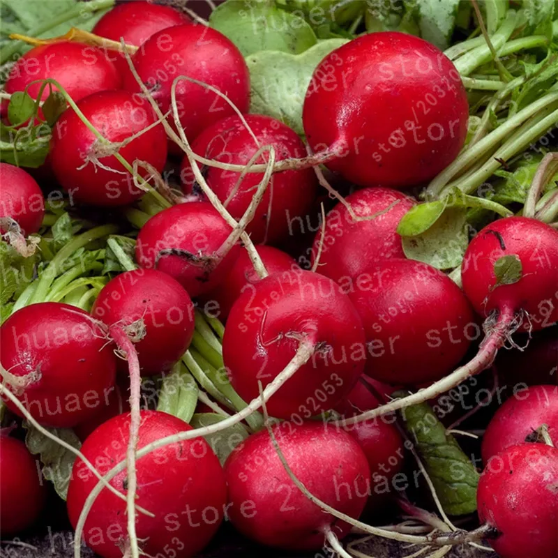 

100Pcs/ red Cherry Radish Bonsai Organic Vegetables Bonsai Cherry Belle Radish Strong Adaptability Rich Nutrition Four seasons