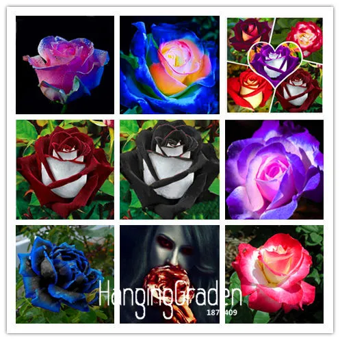 

New Bonsai 2018!White Heart Pink Side Rose Garden 24 Colors Plants Potted Rose Rare Flower Plantas Balcony 50 PCS,#KJ1W18