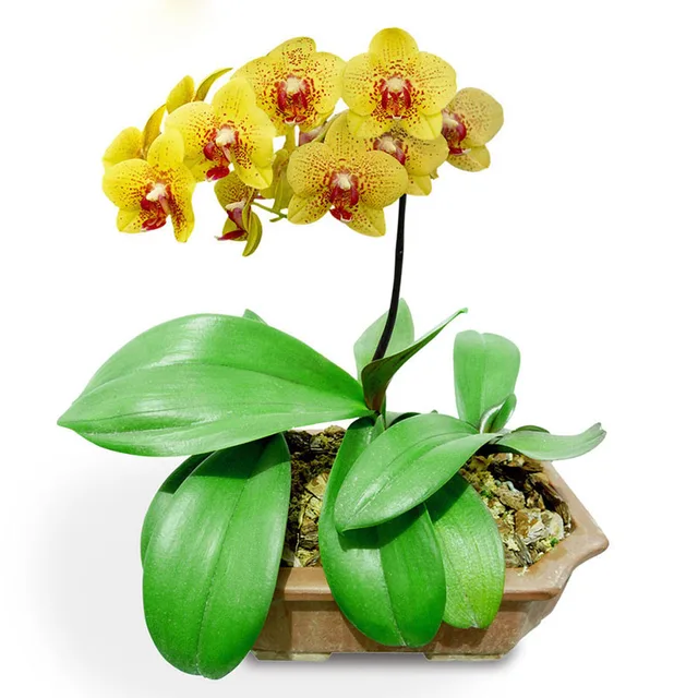 yellow phalaenopsis orchid flower indoor bonsai orchids 200seeds