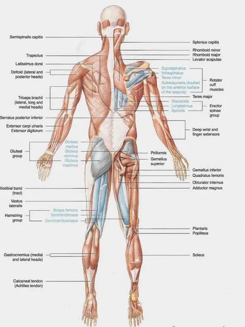Human Body Anatomical Chart Muscular System Campus Knowledge Biology 