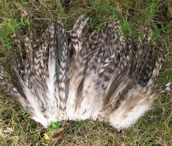 

Free shipping NATURAL 100 PCS/lot BARRED ROOSTER GRIZZLY FEATHERS 5-6 inch hair extension feather KX03