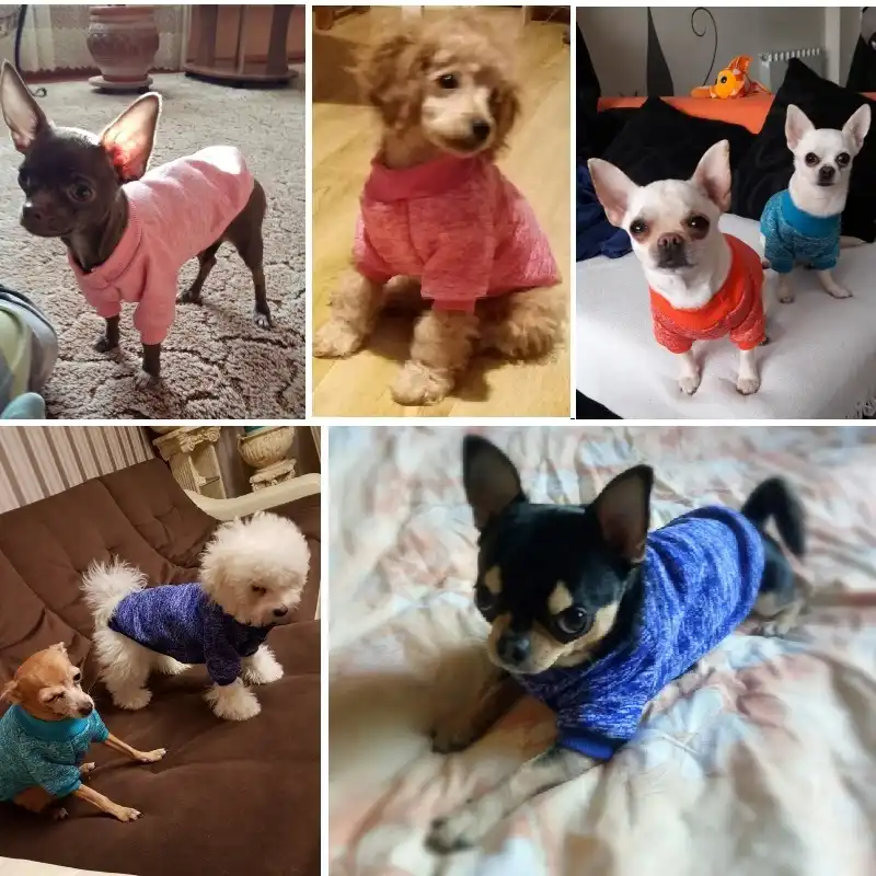 chihuahua christmas clothes