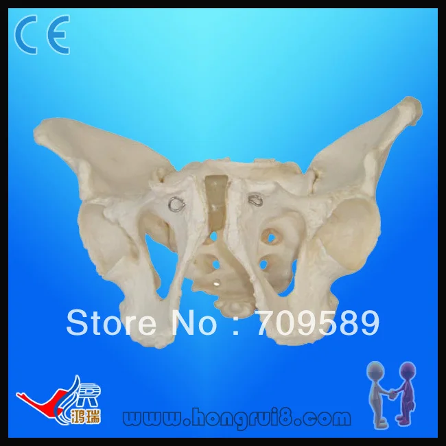 

Adult Male Pelvis