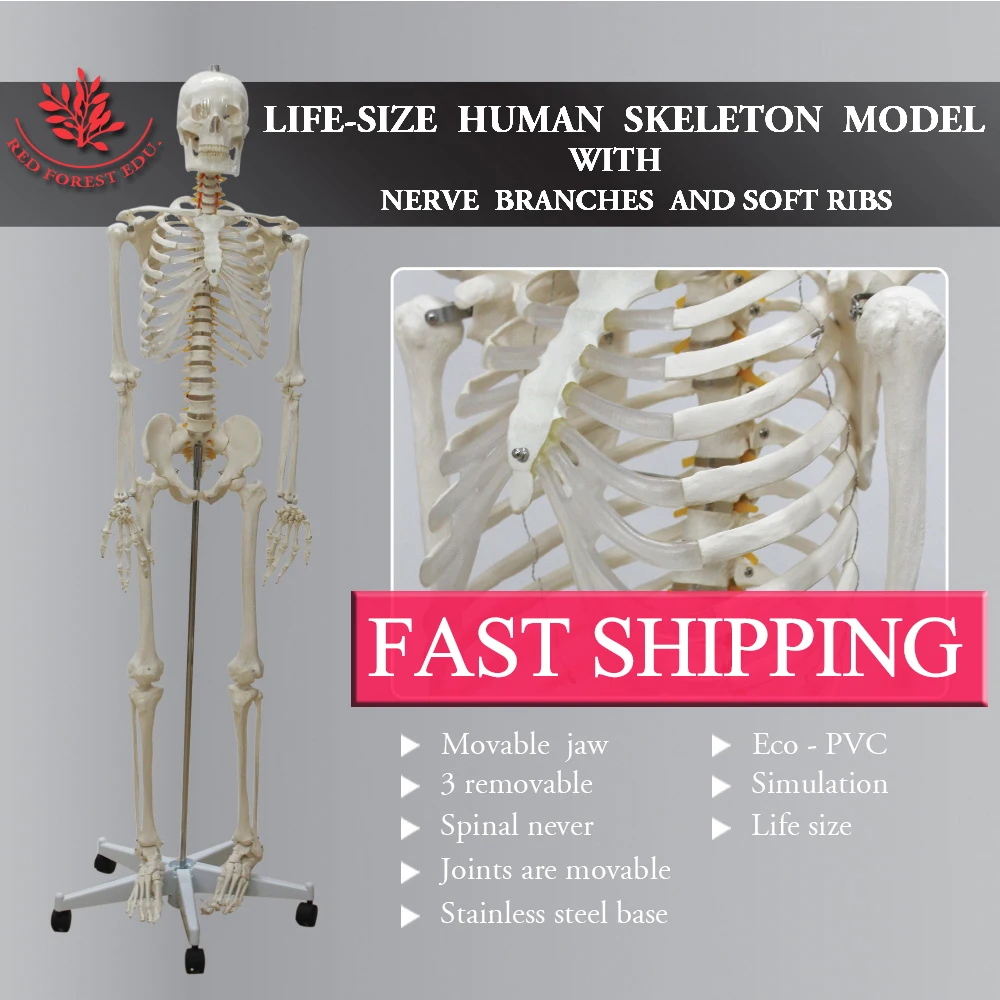 

Standard skeleton rod mount legs removable Life size 180cm Male human skeleton