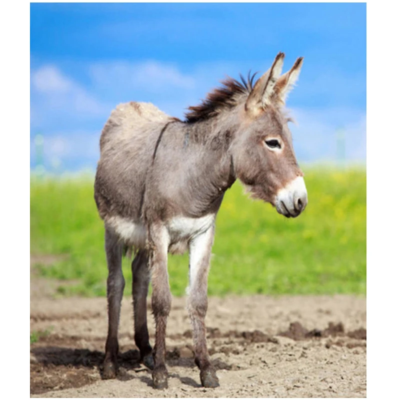 

5D Diy Diamond Painting Donkey Animals Full Square Resin Drill Cross Stitch Diamond Embroidery Mosaic Wedding DecorationZP-2273