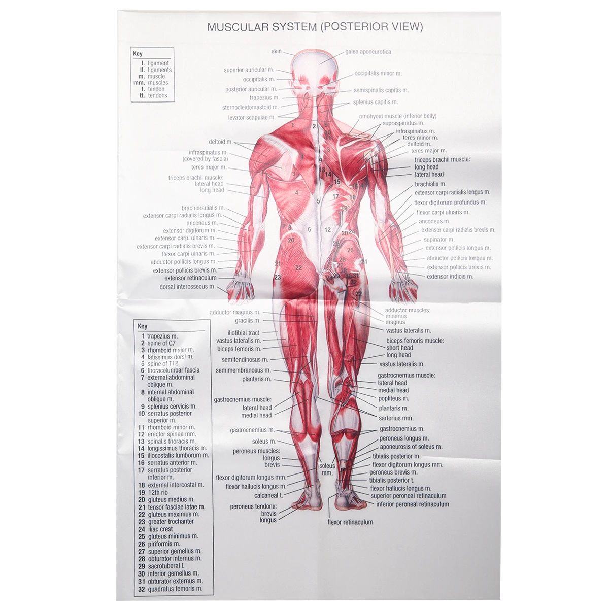 EDUCATIONAL POSTERIOR MUSCLE POSTER SET Poster Print Art A0 A1 A2 A3 A4 1050 EDUCATIONAL POSTERIOR MUSCLE POSTER SET Poster Print Art A0 A1 A2 A3 A4 1050