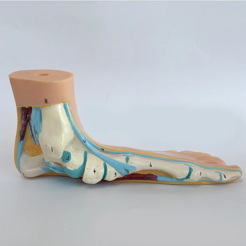 3 шт./компл. массажний коврик для ног ладони модель мышцы стопы плоскостопия лук стопы совмещенный анатомическая модель