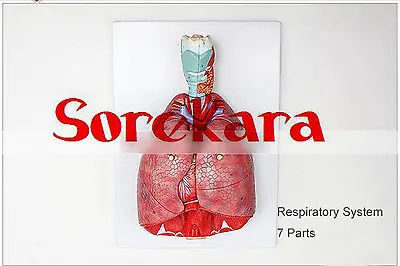 

1:1 Human Anatomical Respiratory System Heart Lung Organ Medical Teach Model School Hospital