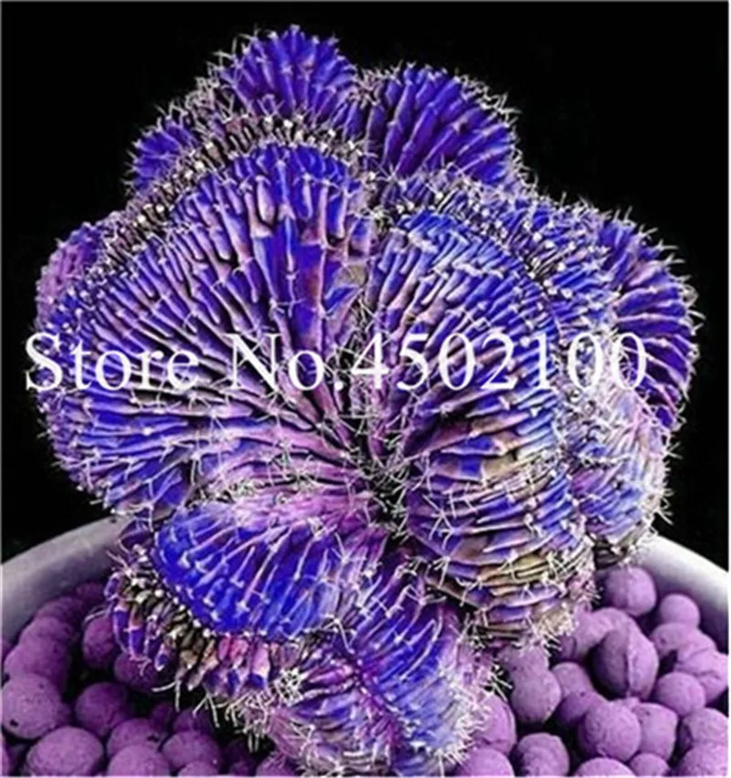 50 Pcs Mixed Lithops Bonsai, Raw Stone Cactus Pseudotruncatella Succulents Stems Tetragonia Potted Flowers Flesh plants 50 Pcs Mixed Lithops Bonsai, Raw Stone Cactus Pseudotruncatella Succulents Stems Tetragonia Potted Flowers Flesh plants