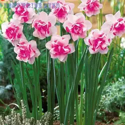 Бонсай растения водные растения двойные лепестки розовые нарциссы бонсай для домашнего сада 100 частиц/партия Цветочные растения Sementes