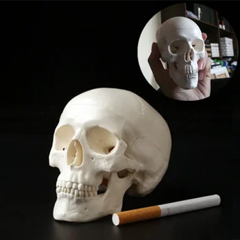 

Mini Skull Human Anatomical Anatomy Head Medical Model Convenient 92x99x71mm