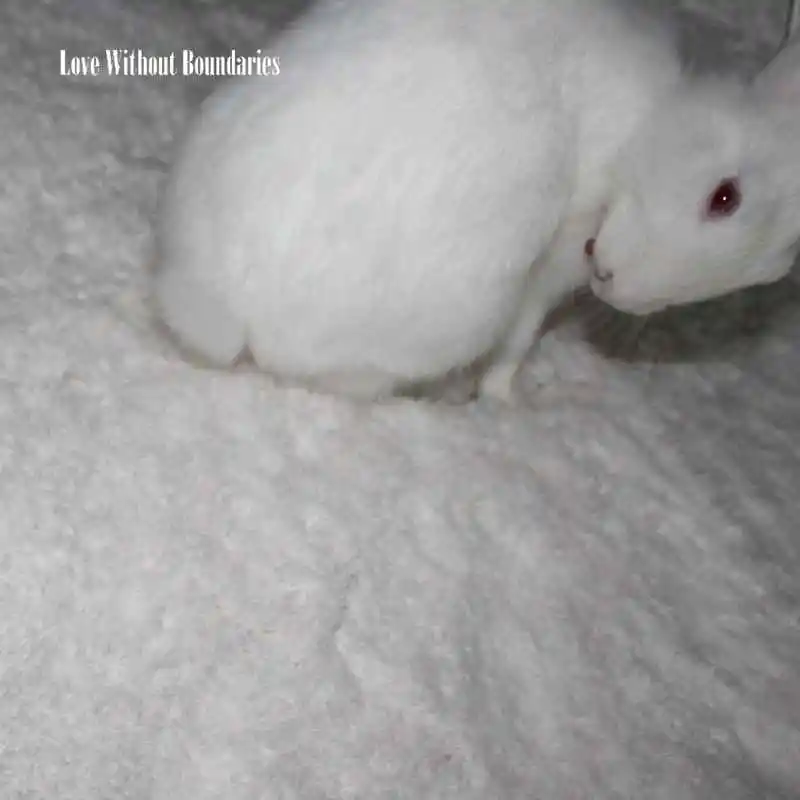 WHITE SNOW CARPET (7)