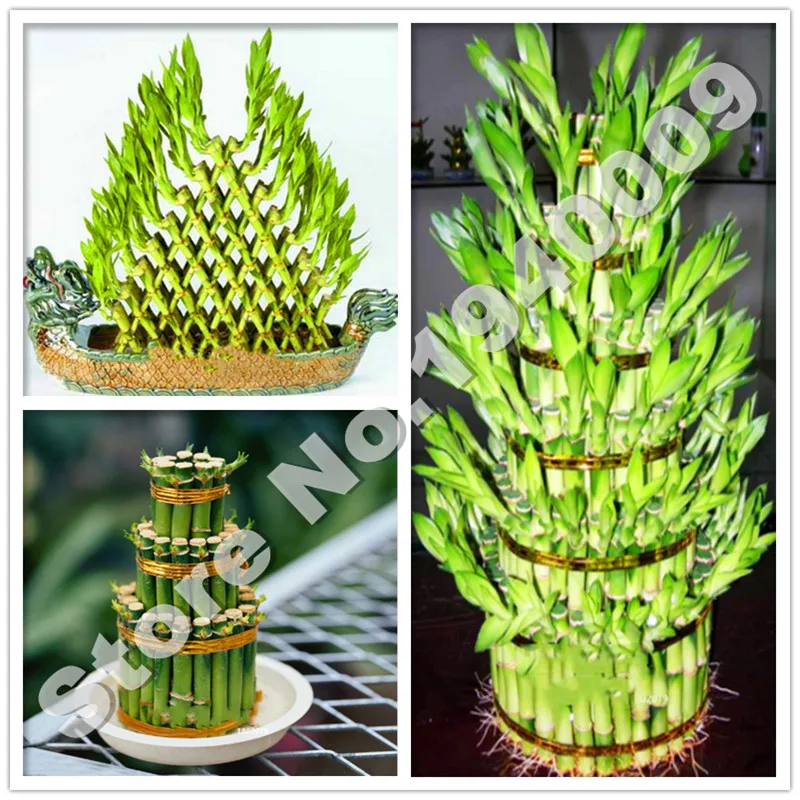 

50 pcs Lucky Bamboo Bonsai Small Potted Plants Purify The Air Planting Is Simple Budding Rate Of 95% Ornamental Plant Tree