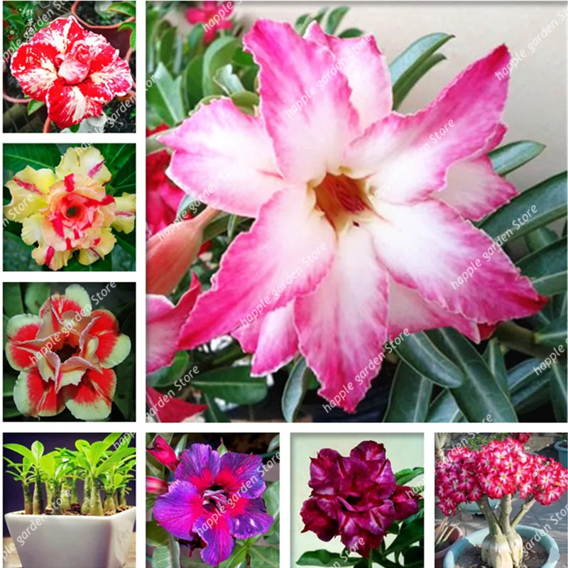 

1 Pcs Drawf Desert Rose bonsai,Adenium Obesum plants Double Petals Mini Bonsai Flowers flores Potted Plant for Home Garden Decor