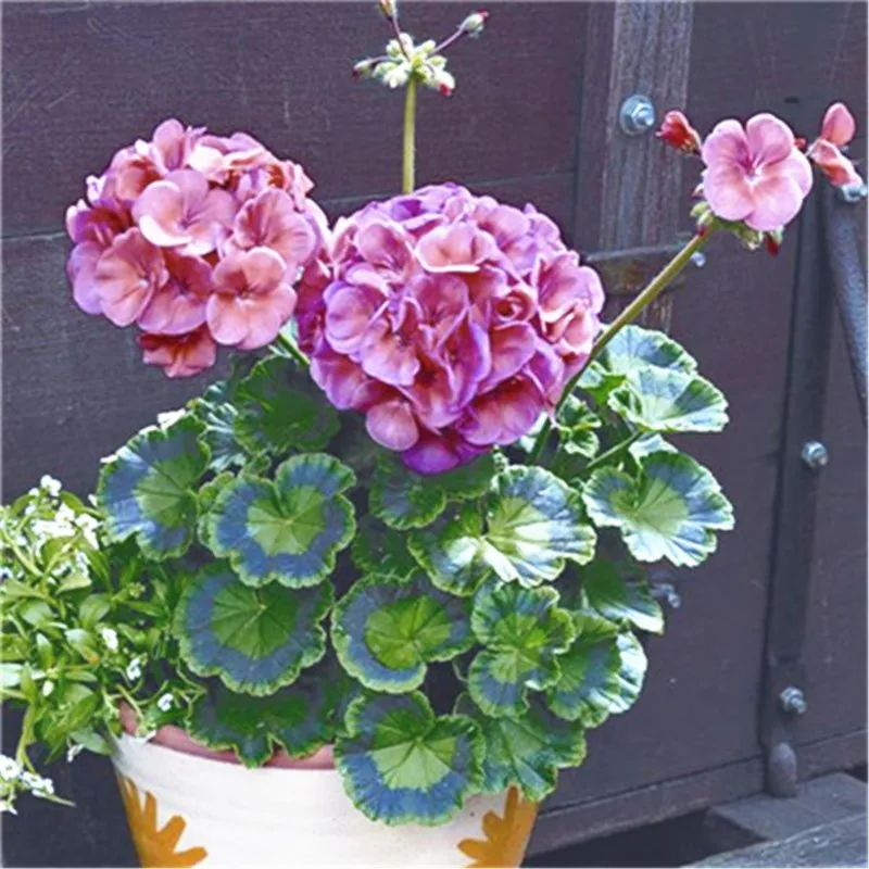 

Big Sale !Elegant Purple Univalve Geranium Rare Flower potted balcony planting seasons sprouting 100 pcs / bag