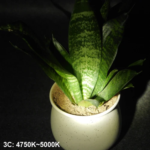3C 4750-5000k