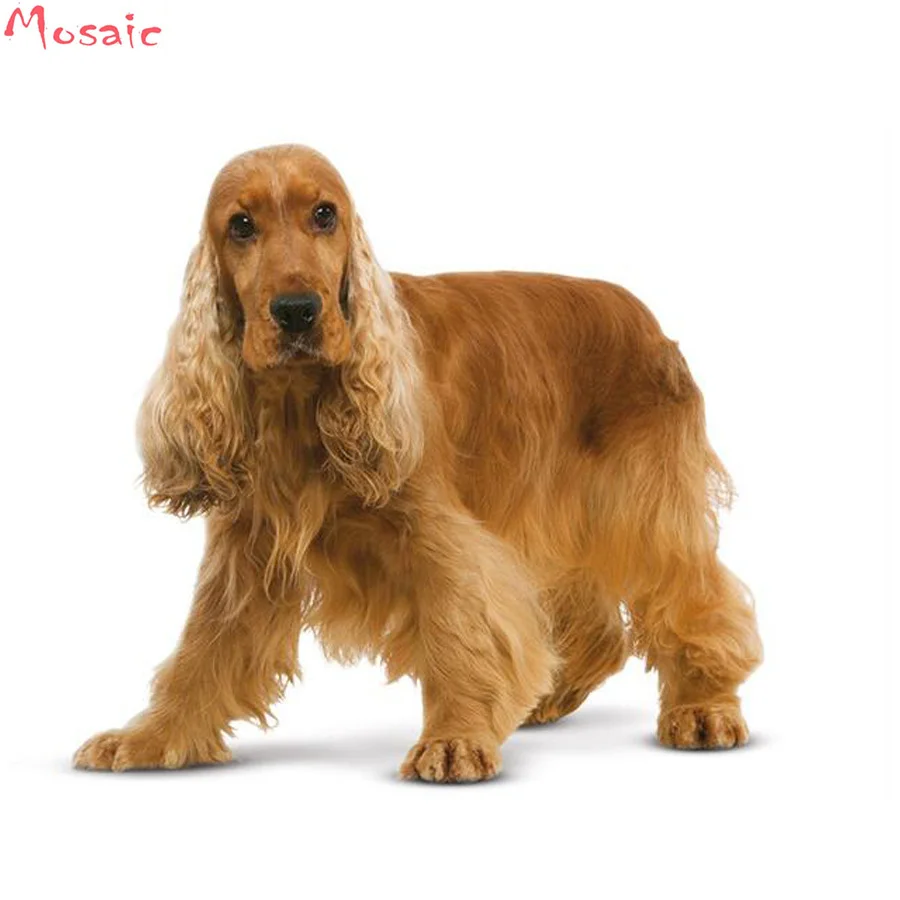 english cocker spaniel x poodle