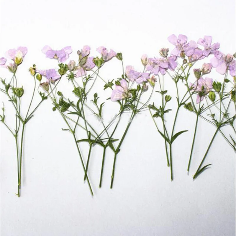 (SLLDHMR)-purple
